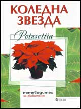 Koledna zvezda