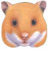 Hamstercheto Hari